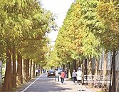 大溪落羽松大道　蓄勢翻紅