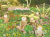 溪頭竹菊共賞　還能動手挖冬筍