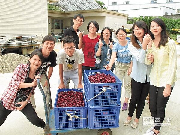 配合不同的蔬果產季，淡大城市農夫社帶領社員們到附近果農農地，採收洛神花，補充不足的人力。（城市農夫社提供）