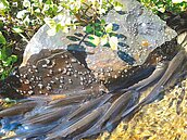 鯝魚逆流產卵　龍潭湖大批遊客圍觀