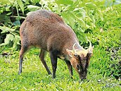 以為是迷你馬！保育小山羌　竟衝進基隆鬧區