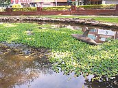 布袋蓮大軍　攻占小西湖