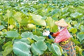 白河蓮子歉收漲2成　遊客喊「好貴！」