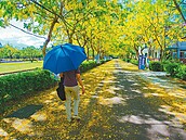 阿勃勒盛開　黃花雨滿天飛