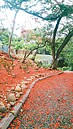 雨後八卦山　邂逅鳳凰花