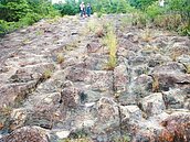 北投丹鳳山　爭取列自然保留區