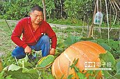 超級大南瓜　500台斤重