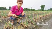梅雨無情　青農盼政府協助