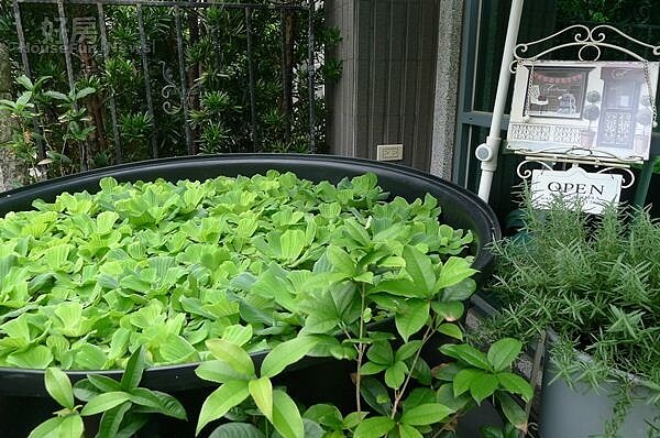 5.庭院中有著綠意盎然的水芙蓉。