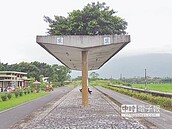 大自然造景　遮雨棚上長樹了