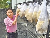 二崙鄉稻穀快篩　6成農民配合