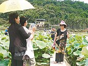 廢耕地變有機田　雙溪荷花盛開