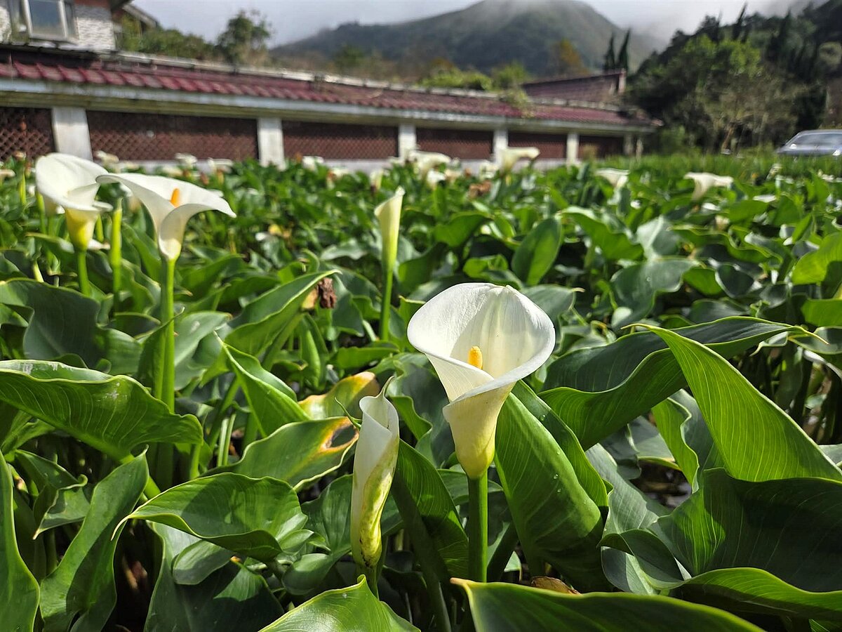 每年的3月到4月，是陽明山海芋盛開的季節。圖／台北市工務局提供