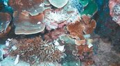 潛水客踩踏墾丁珊瑚　研究員建議海洋環保稅