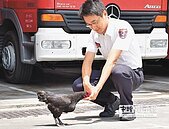 「打火雞」逗樂兄弟