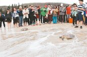 澎保育觀光　邀旅客為海龜送行