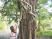 台糖宿舍老木麻黃遭榕樹寄生　市民籲搶救