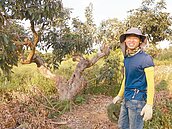 為種無毒荔枝　他花半天包棵樹