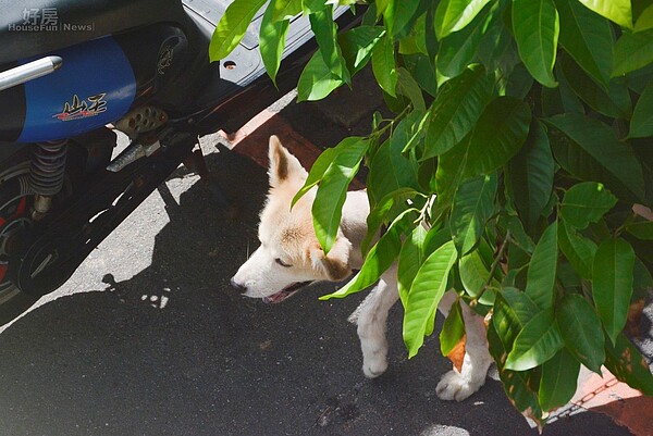 蓮花、昌鴻、南卡三颱環台,北台灣飆破35度高溫,可愛的狗狗耐不住炎熱的天氣,躲到樹底陰影乘涼。(好房網News記者 陳韋帆/攝影)