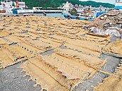 捕回飛魚卵曬草蓆　漁港一地金黃