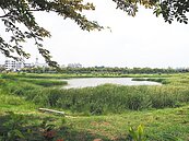 雜草淹沒滯洪池　岡山防洪打折？