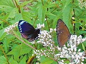 千蝶飛舞　古坑竹林現奇觀