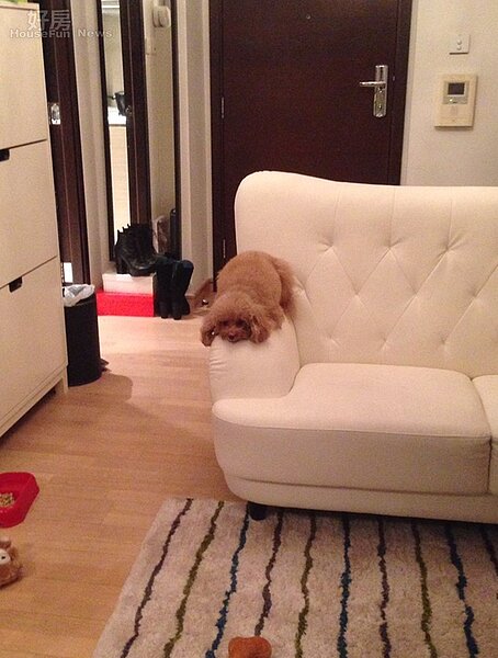 
5.所有傢俱都是莊茜佳自己採購的，以白、咖啡…等明亮感的簡約色系為主。