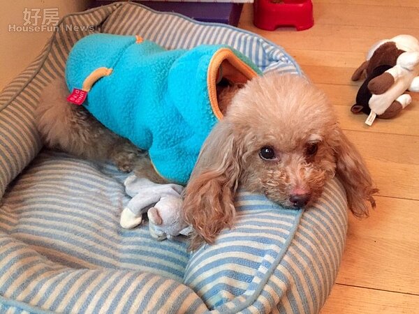 
6.莊茜佳在香港與愛犬同住，狗窩就放在鞋櫃旁（狗窩），有效利用小空間。