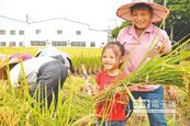 農事鮮體驗　親子樂割稻