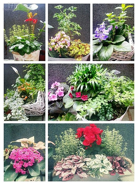 3.閔宸宣對園藝非常有興趣,頂樓所有花卉全是她自己種的。