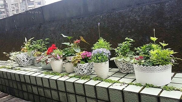 2.閔宸宣與家人同住中和舊公寓,原本只想單純解決漏水問題,竟「不小心」將頂加改造成充滿渡假風的空中花園。