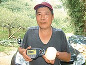 頭份秋黃梨採收　甜度超過14度