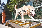 北市搜救犬退役　豪宅主人也想養