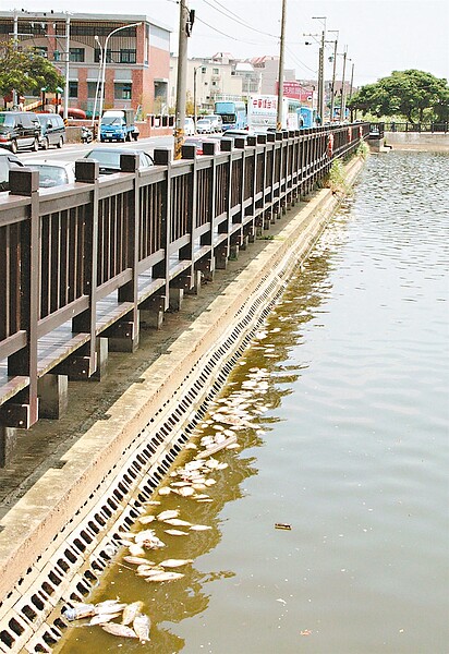 大園區華興埤運動公園景觀池魚群暴斃,魚屍漂浮水面,發出陣陣惡臭。 記者曾增勳/攝影