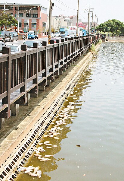 大園區華興埤運動公園景觀池魚群暴斃，魚屍漂浮水面，發出陣陣惡臭。 記者曾增勳／攝影