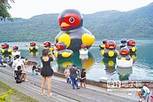 紅面鴨家族　17日重返鯉魚潭