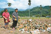 鳳梨裂果遭退貨　台東果農損失慘重