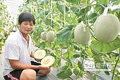 培育4年　夏季洋香瓜問世