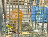 古坑放炮趕　獼猴躲去嘉義