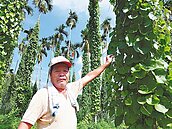 「巨人森林」檳榔樹長山藥