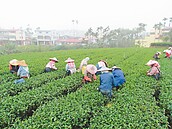 南投推「農事服務團」　月入近五萬