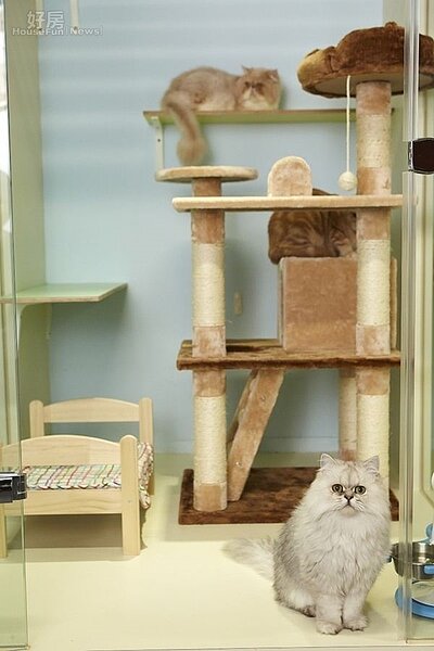 
4.貓咪的透天房，全是玻璃打造。 