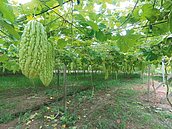 通霄綠苦瓜盛產　涼拌清炒都行