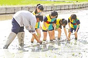 便當飯自己種　官田學童學插秧