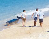3海豚擱淺砂島　援救送回大海