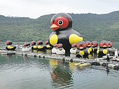 八八鯉魚潭　紅面鴨賣萌等爸來