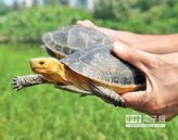 台灣保育食蛇龜　在金門成家