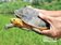 台灣保育食蛇龜　在金門成家