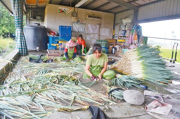 宜蘭縣三星蔥拍賣平均價連3天破百,蔥農忙搶收。 記者廖雅欣/攝影