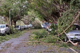 許多路樹不敵蘇迪勒強風，倒塌後波及許多車輛。